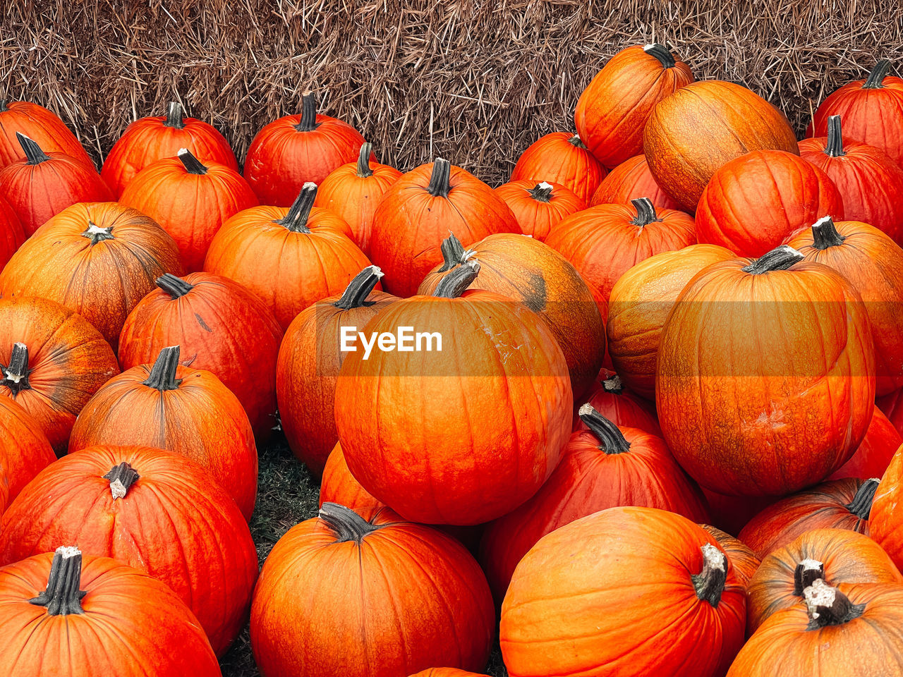 Close-up of pumpkins on field