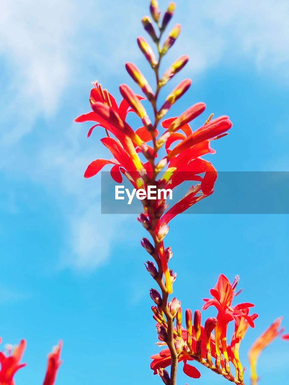 CLOSE-UP OF RED FLOWERING PLANT AGAINST SKY