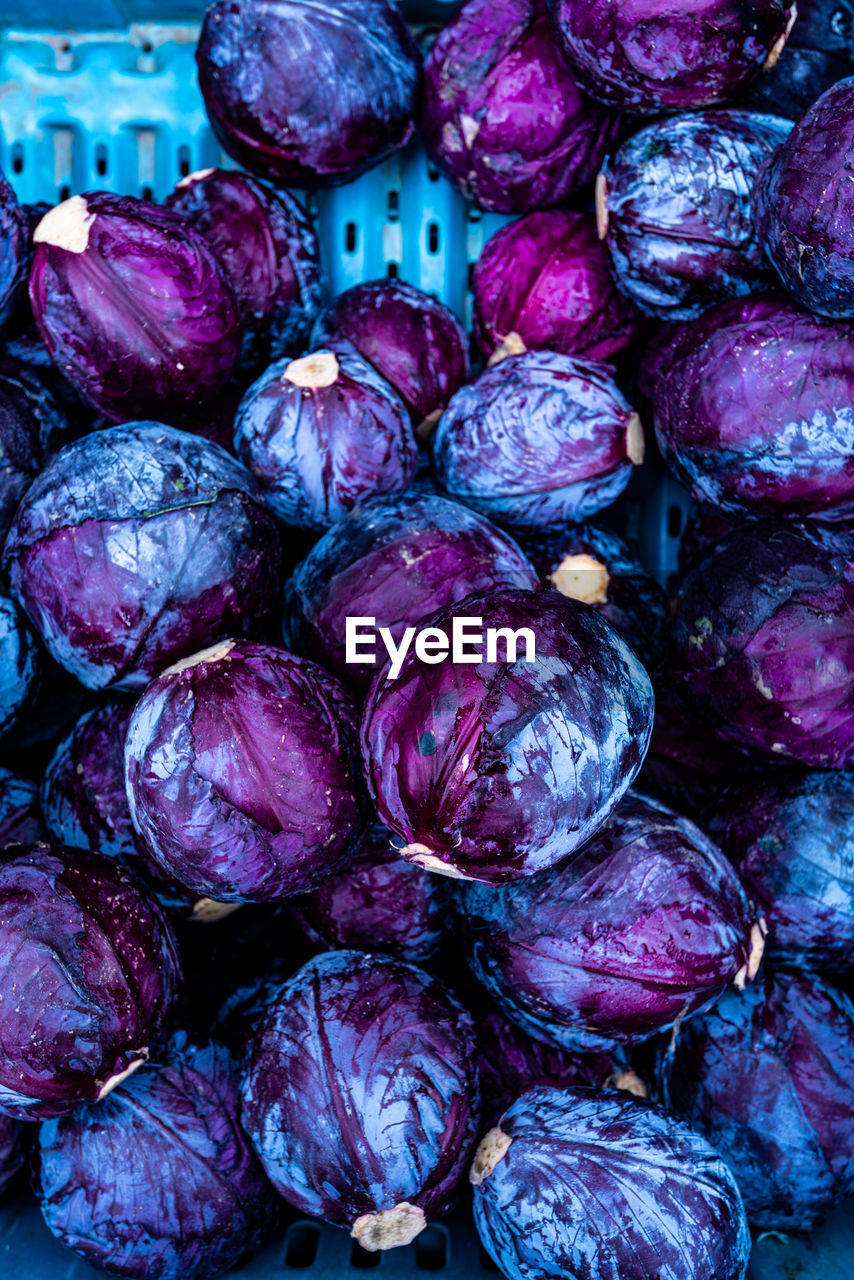 Purple color red cabbages in blue plastic bin at local farmer's market