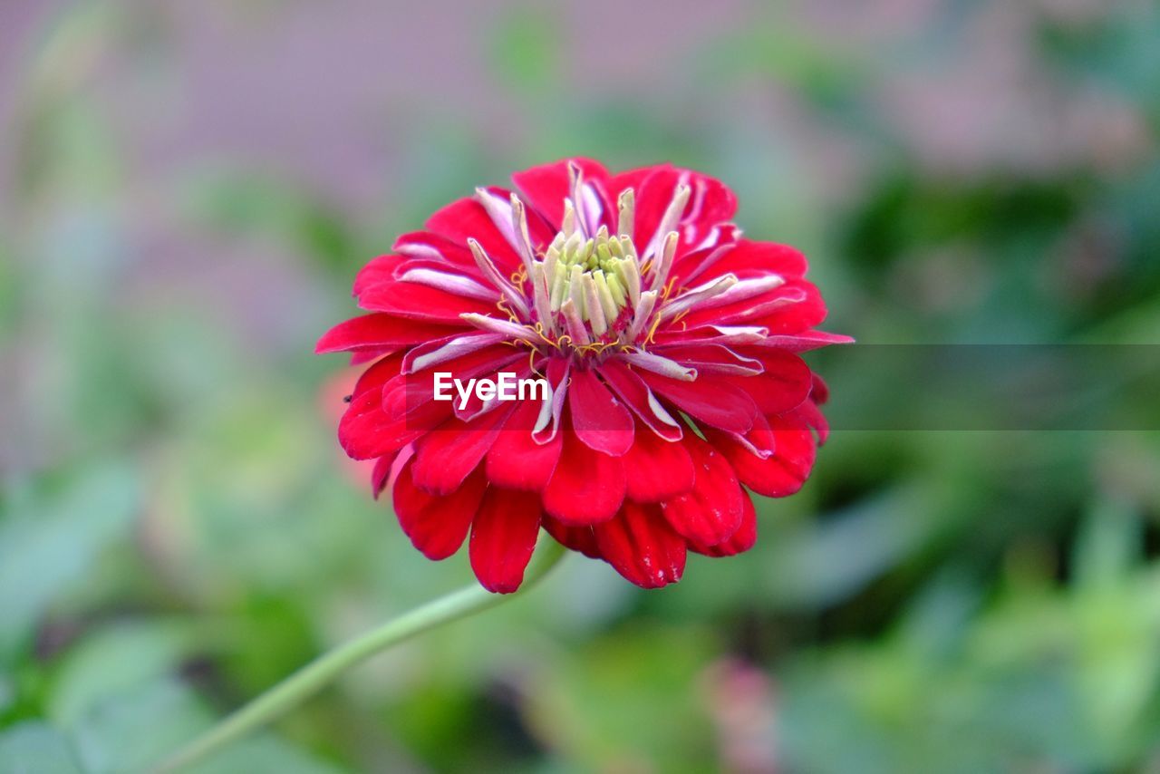 CLOSE-UP OF RED FLOWERS BLOOMING