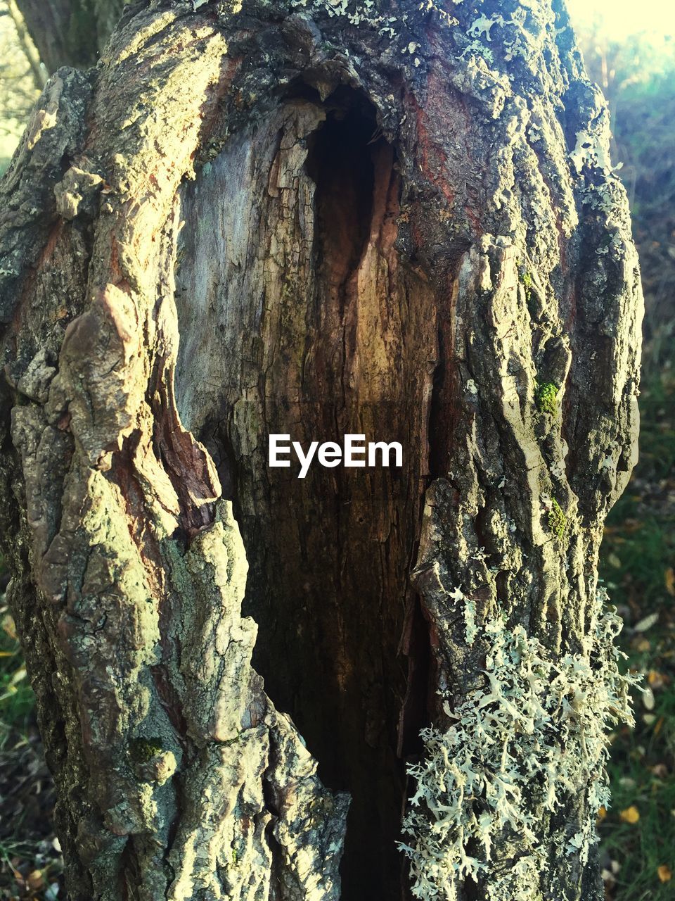 MOSS GROWING ON TREE TRUNK