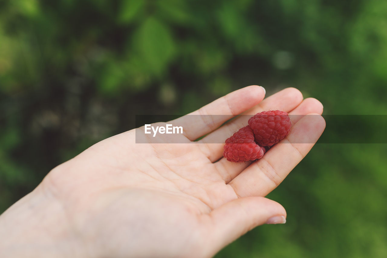Close-up of cropped hand holding two raspberries
