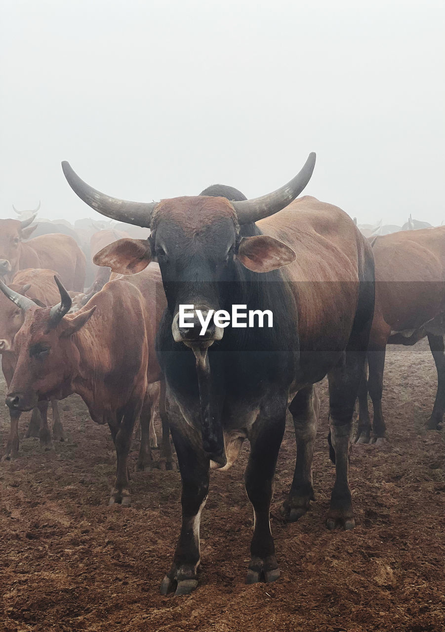 animal themes, animal, mammal, animal wildlife, bull, cattle, domestic animals, ox, wildlife, livestock, group of animals, horned, no people, nature, horn, standing, outdoors, water buffalo, portrait, herd, landscape, environment