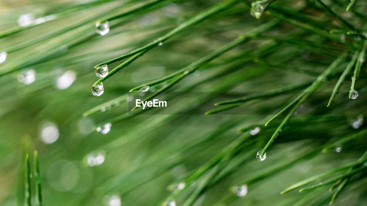 Close-up of raindrops on leaf