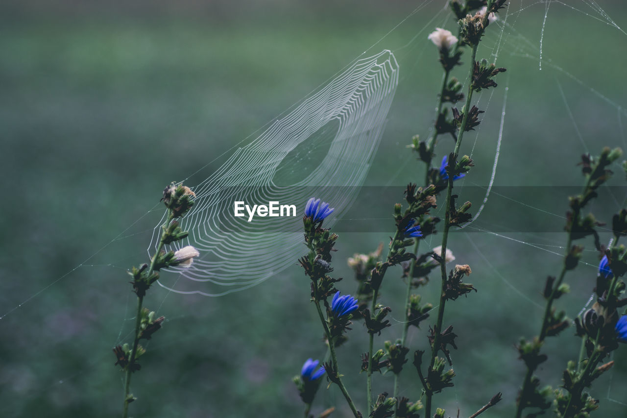 Close-up of spider web on plant