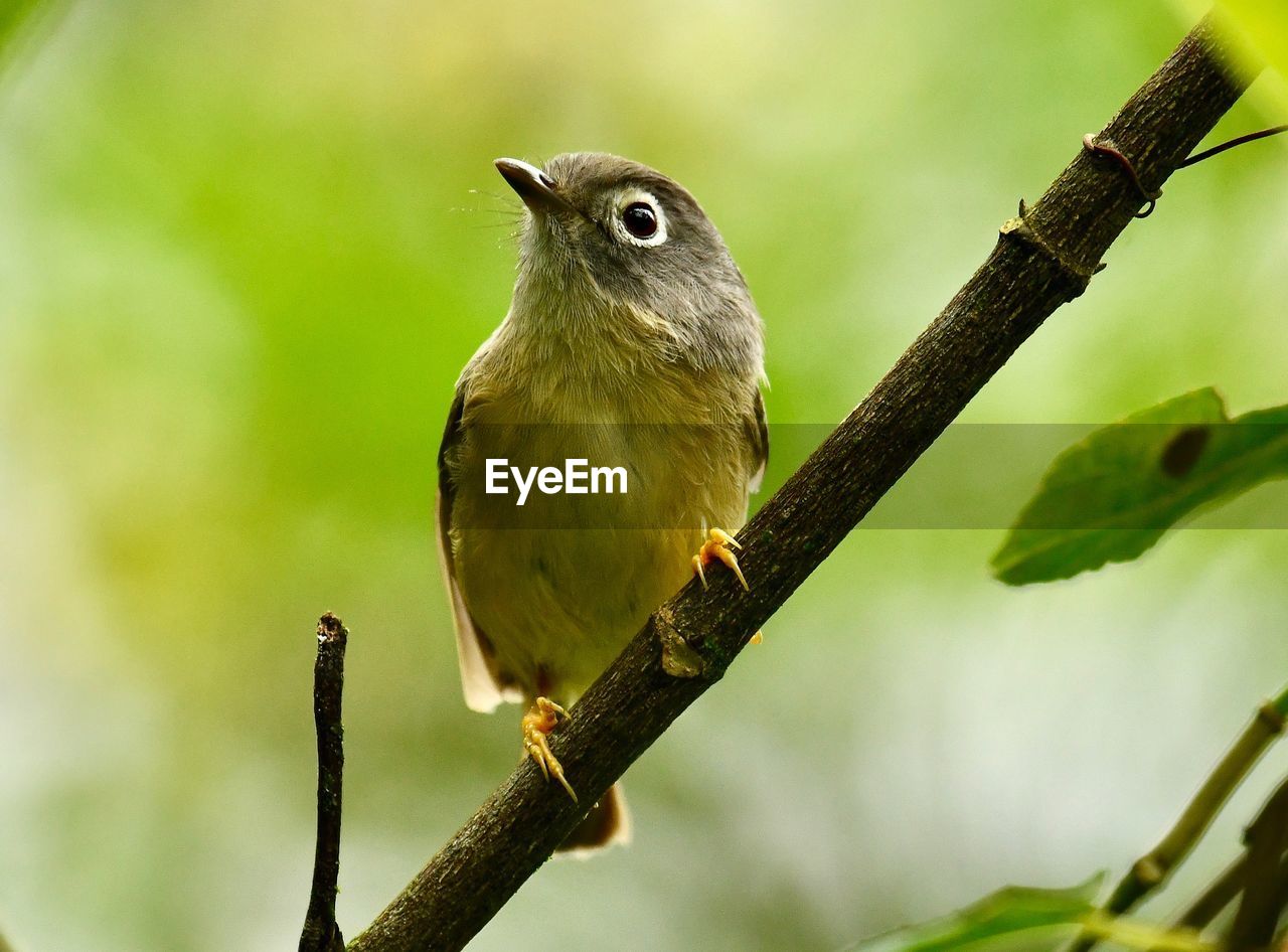 CLOSE-UP OF BIRD PERCHING ON TREE