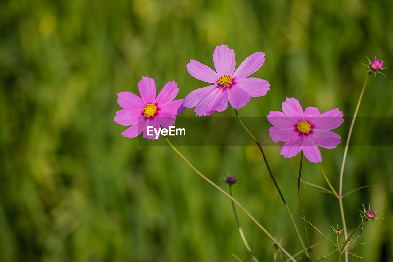 Close-up of pink cosmos flowers blooming outdoors