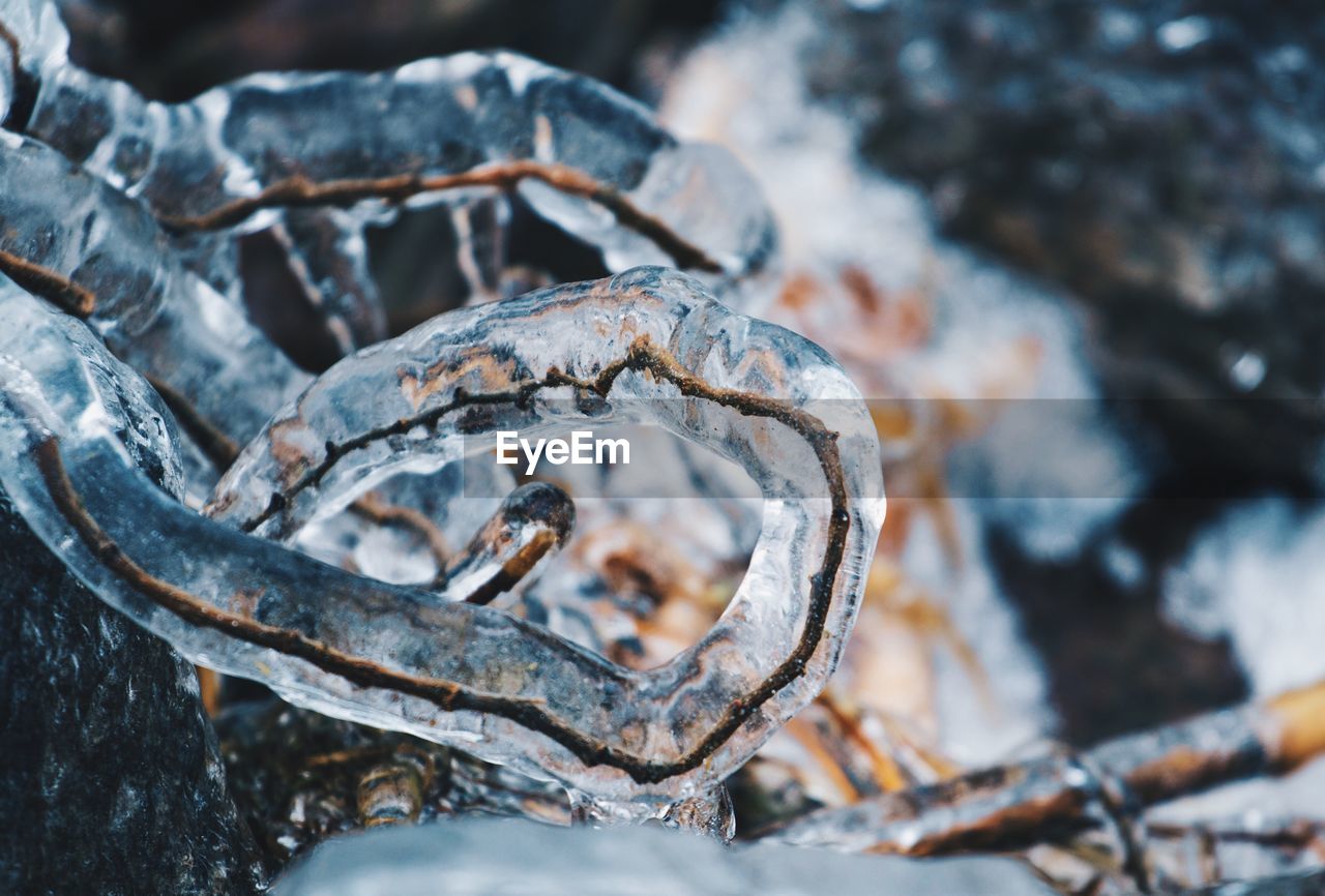 Close up of frozen tree