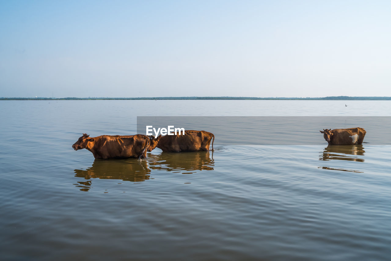 HORSES IN A LAKE AGAINST SKY