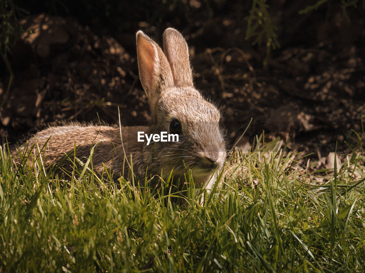 Close-up of rabbit on grassy field