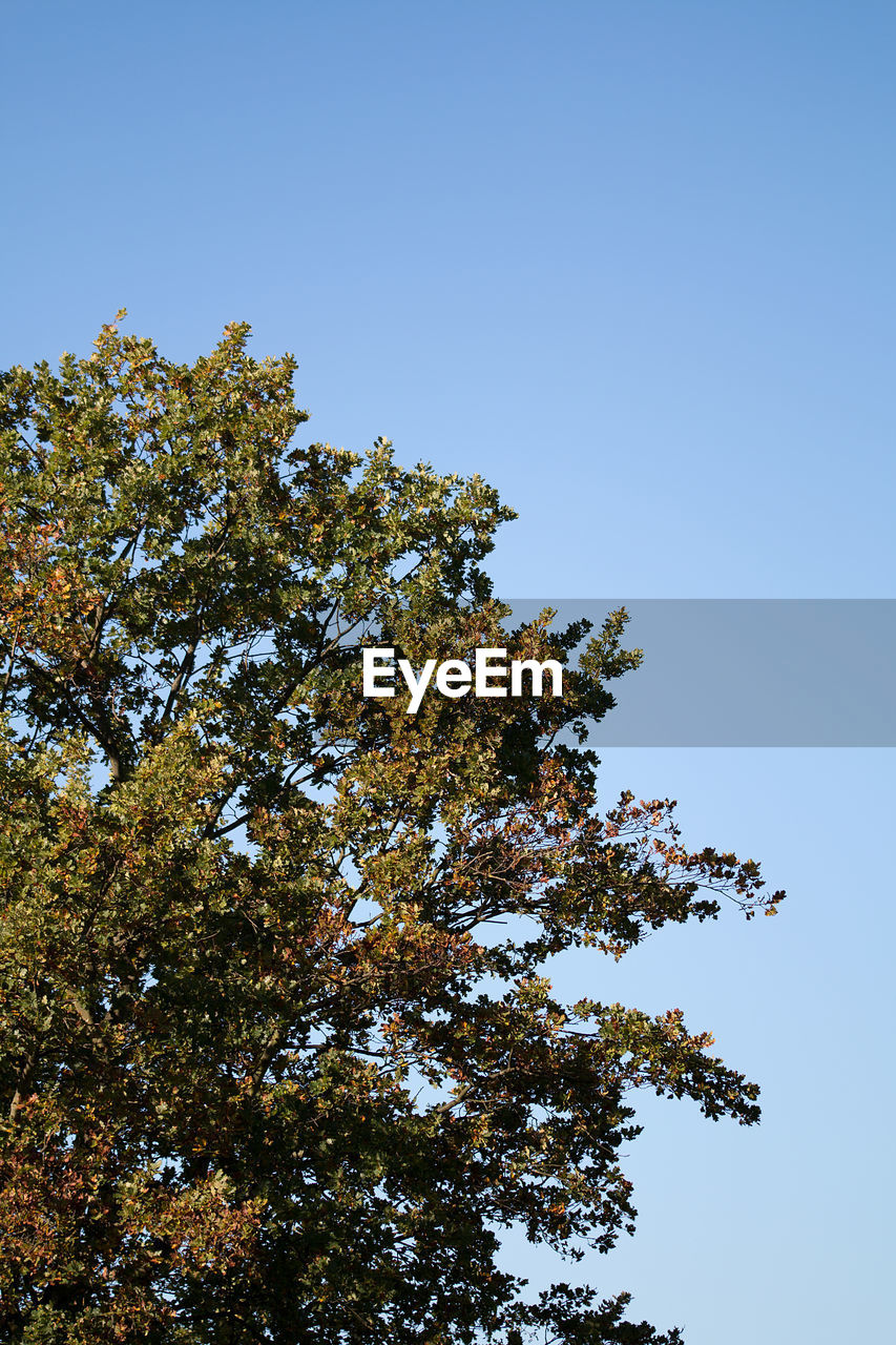 LOW ANGLE VIEW OF TREE AGAINST CLEAR SKY DURING AUTUMN