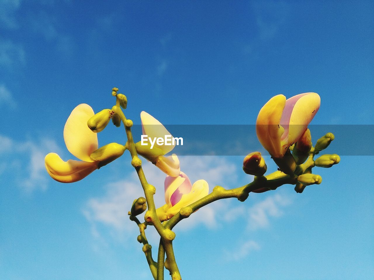 LOW ANGLE VIEW OF YELLOW FLOWERING PLANTS AGAINST BLUE SKY