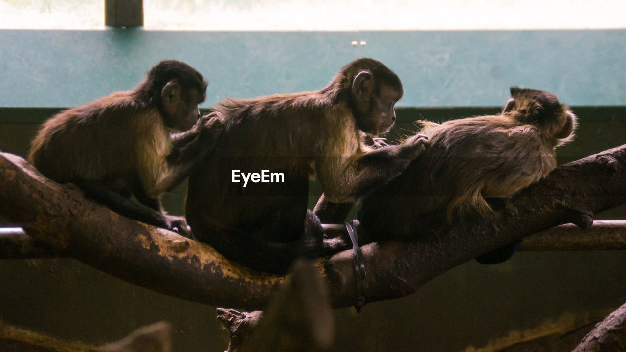 Monkeys sitting on branch in zoo