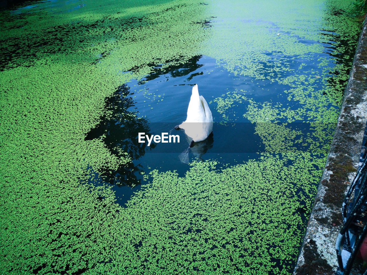 HIGH ANGLE VIEW OF BIRDS IN LAKE
