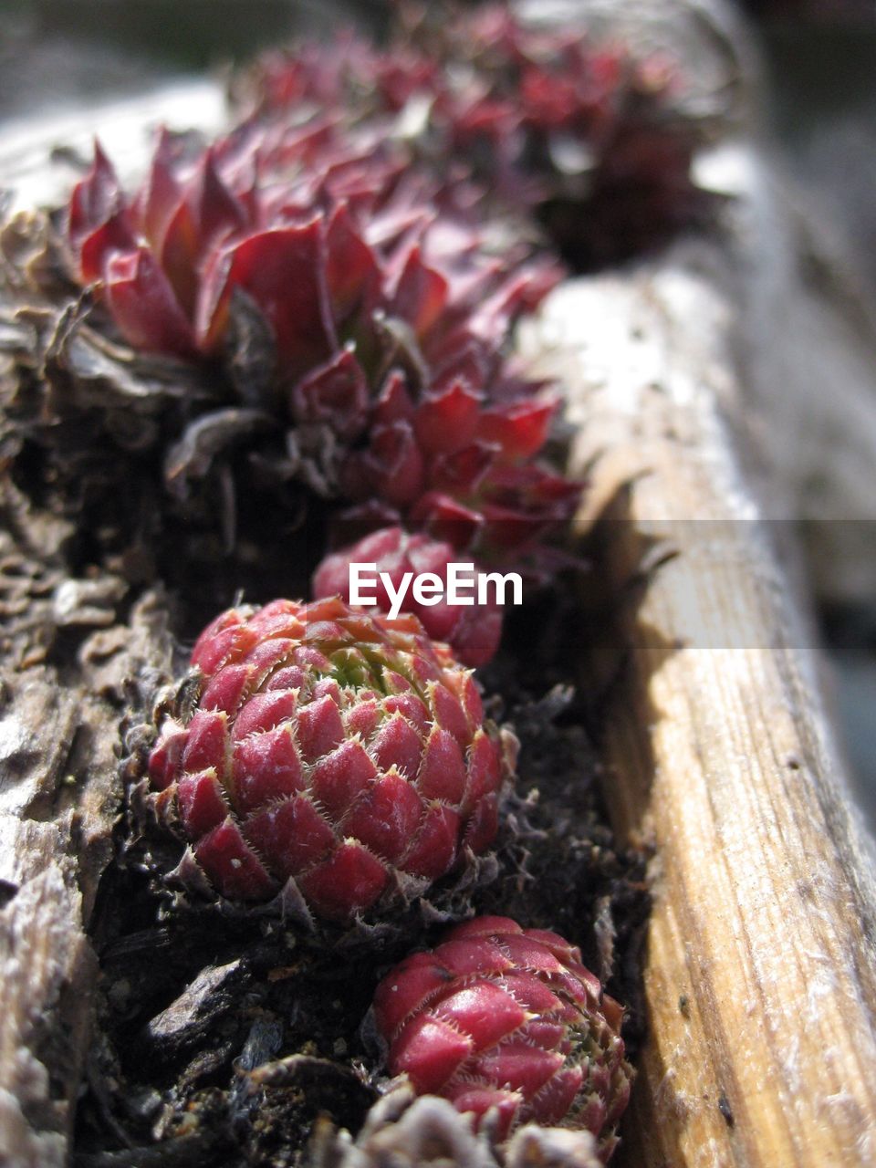 Close-up of red succulent plant