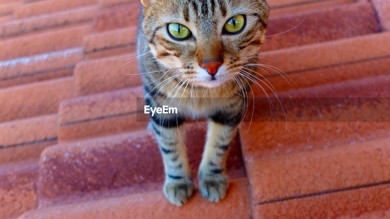 Portrait of cat on roof