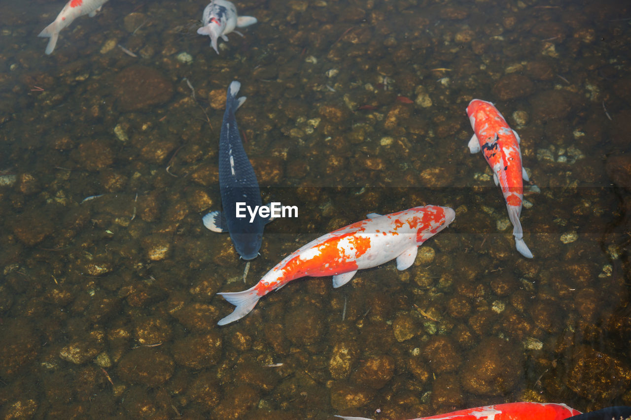 HIGH ANGLE VIEW OF A FISH IN SEA