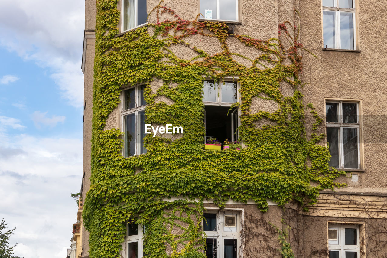 Low angle view of tree and building against sky