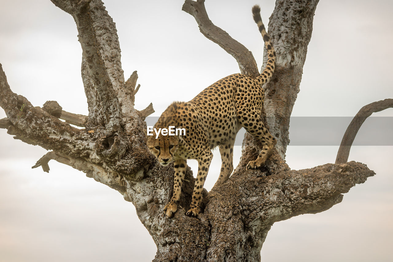 Cheetah stands in gnarled tree looking down