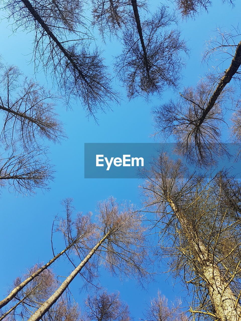 LOW ANGLE VIEW OF BARE TREE AGAINST BLUE SKY