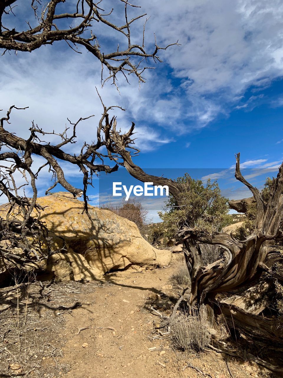 LOW ANGLE VIEW OF BARE TREES ON ROCKS