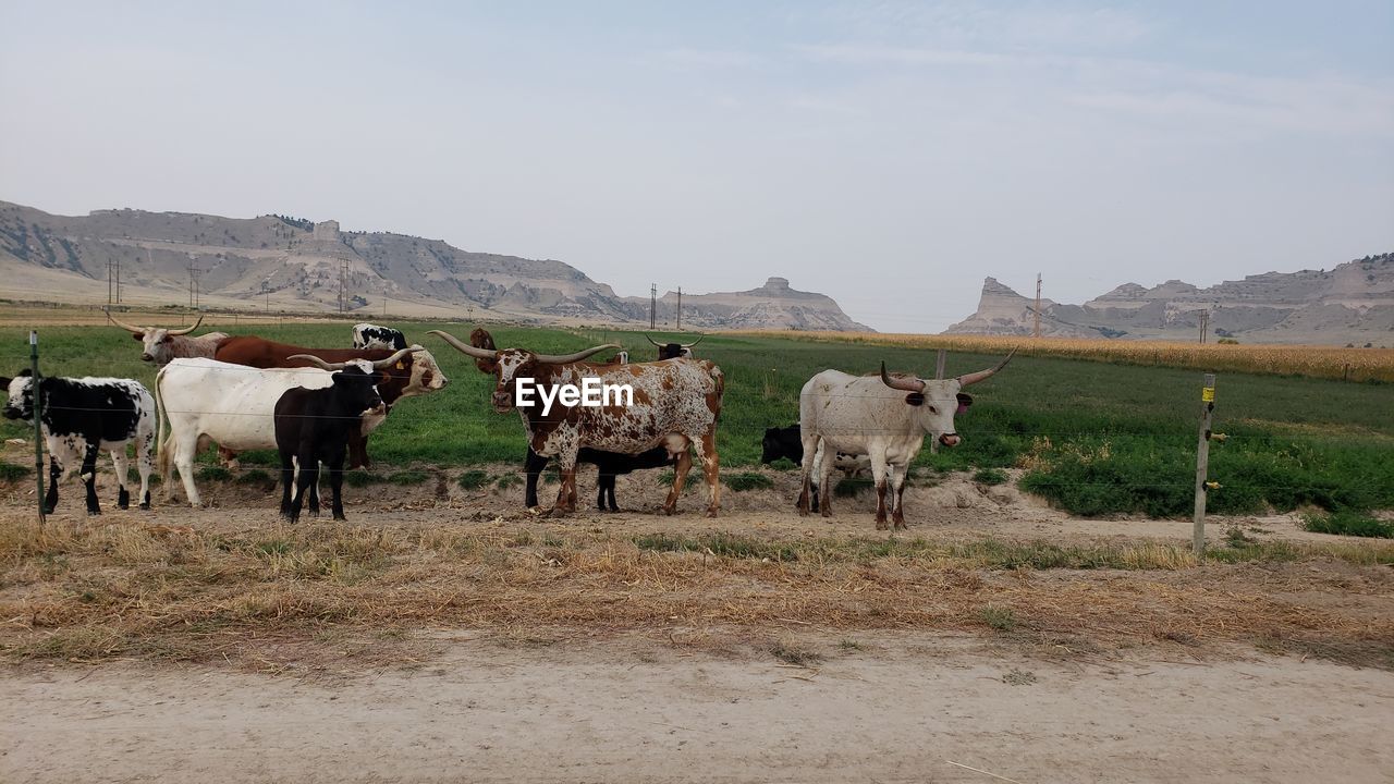 COWS STANDING ON FIELD AGAINST SKY