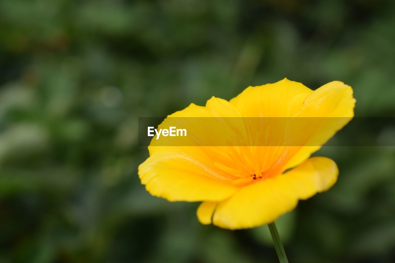 CLOSE-UP OF YELLOW FLOWERS BLOOMING OUTDOORS