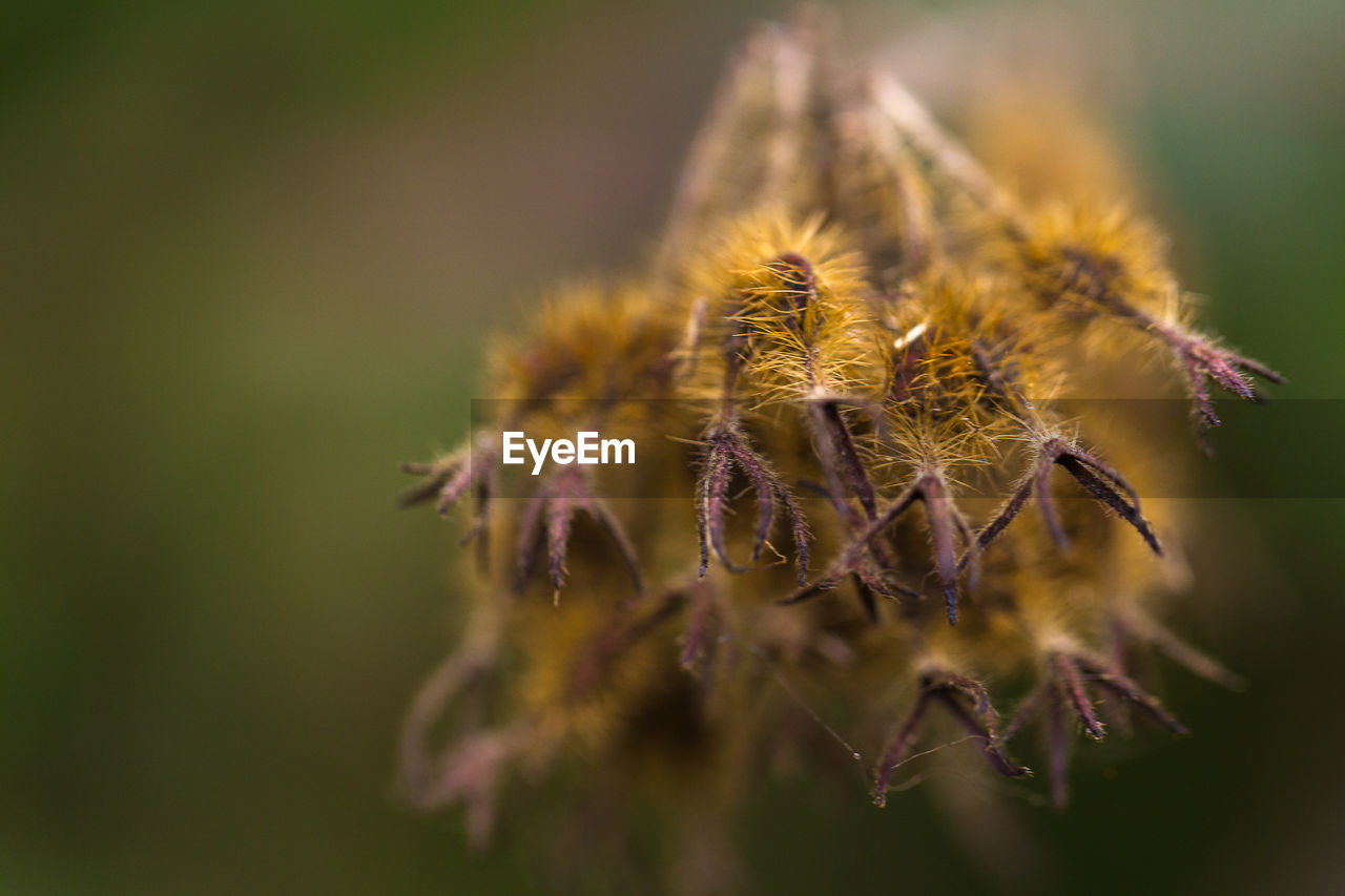 Close-up of honey bee on plant