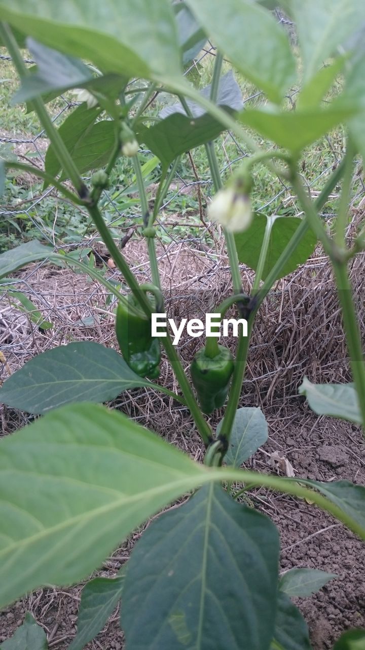 PLANTS GROWING ON A TREE