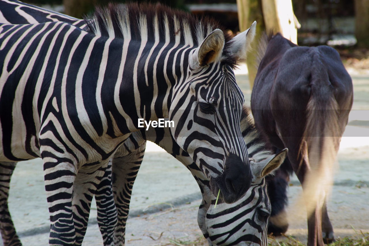 ZEBRAS STANDING IN FIELD