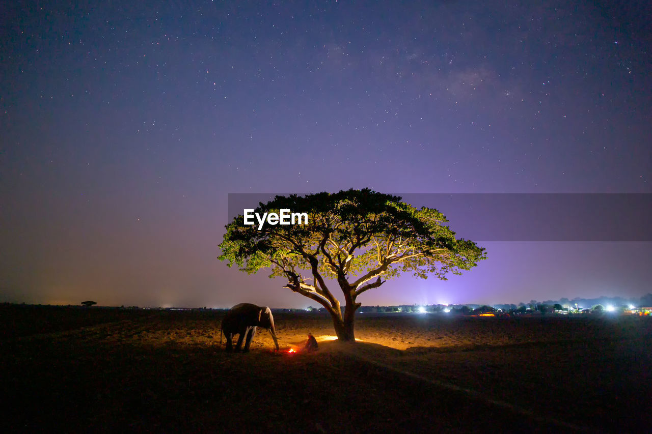 View of tree on field against sky at night