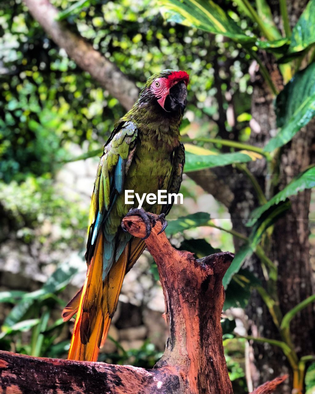 Bird perching on tree in forest