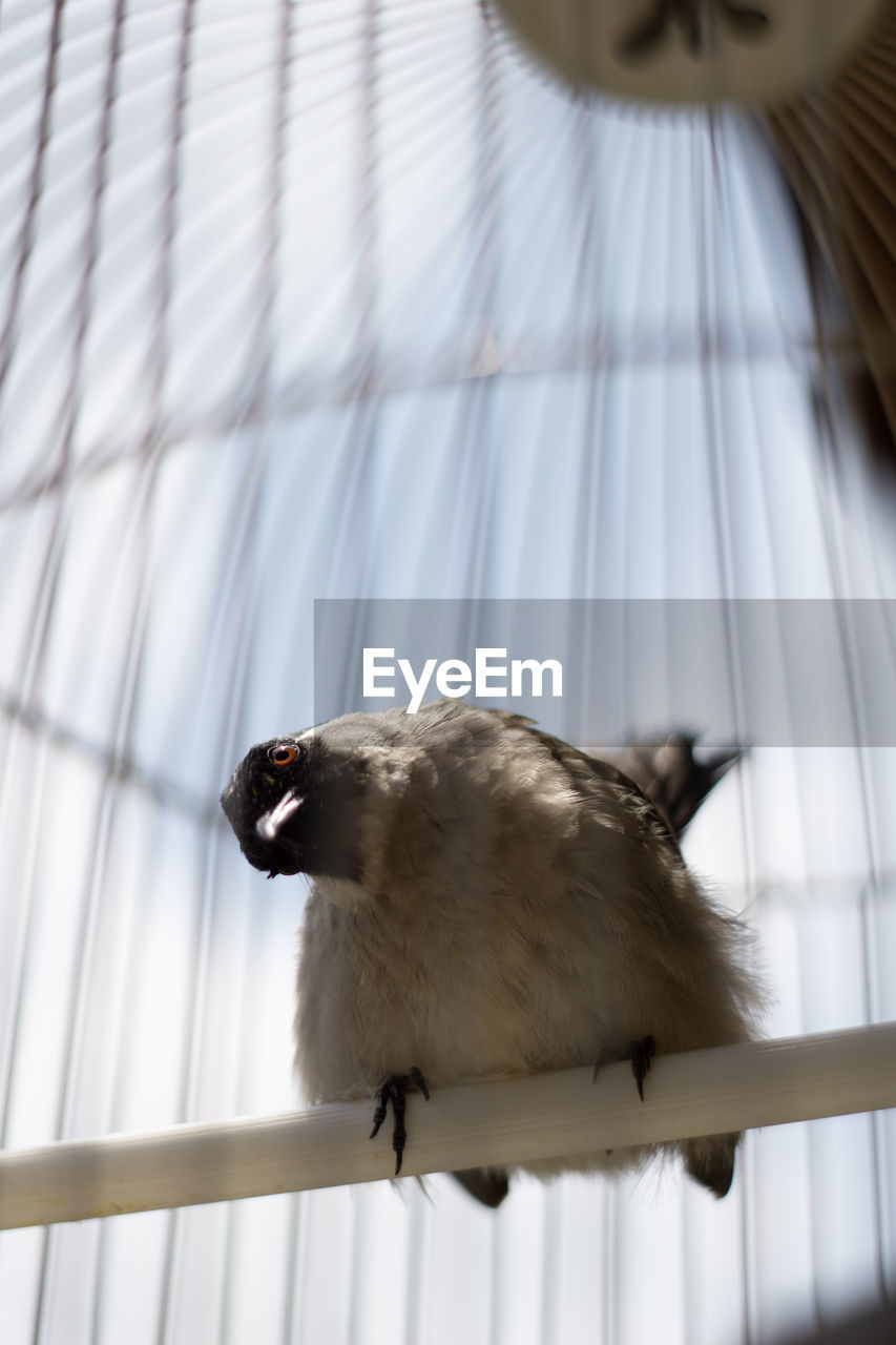 Close-up of a bird in cage