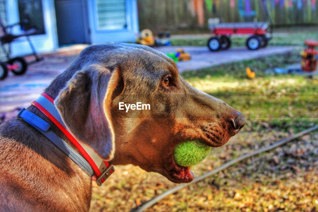 CLOSE-UP OF DOG IN GRASS