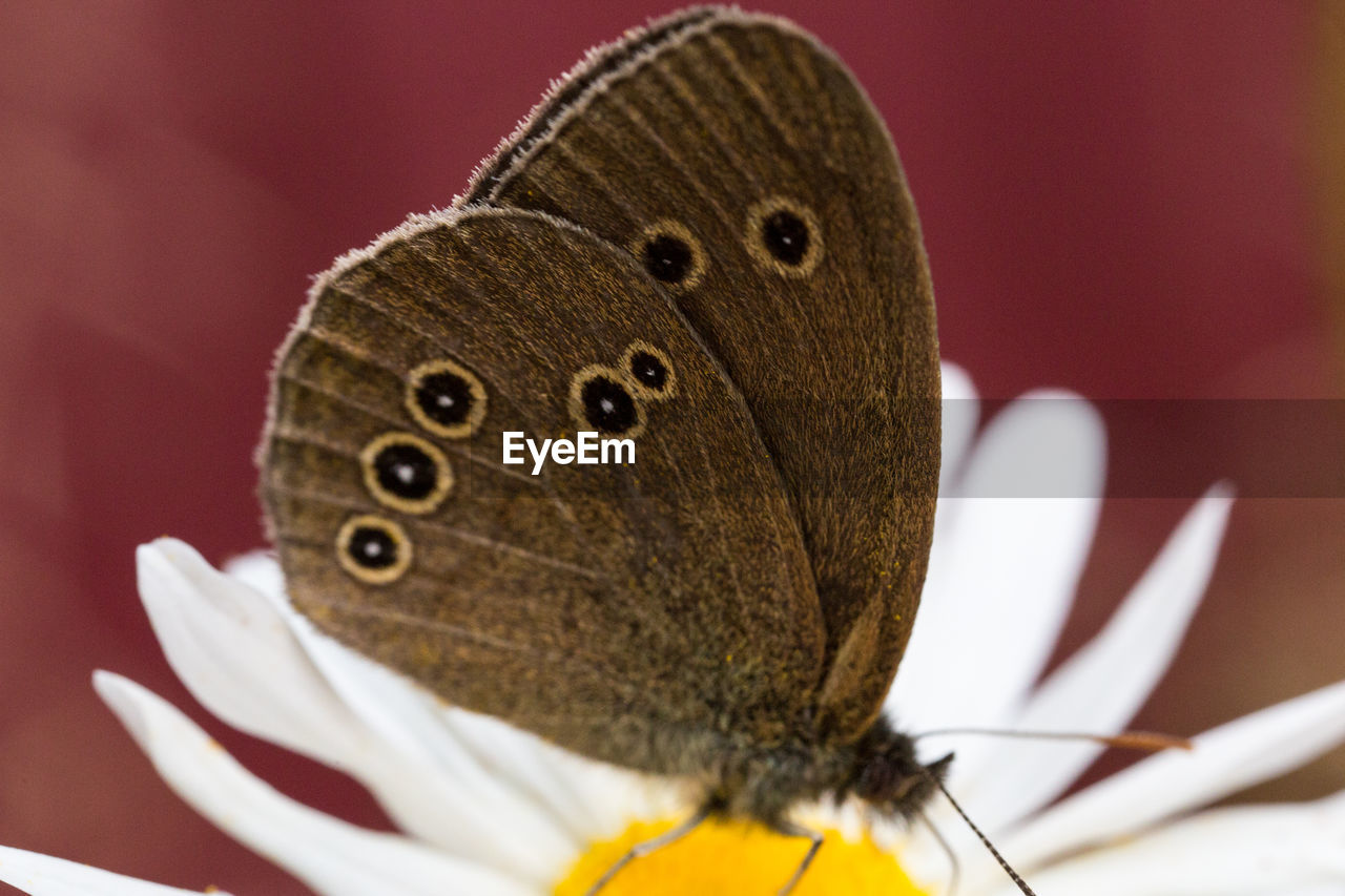 CLOSE-UP OF BUTTERFLY POLLINATING ON WHITE FLOWER