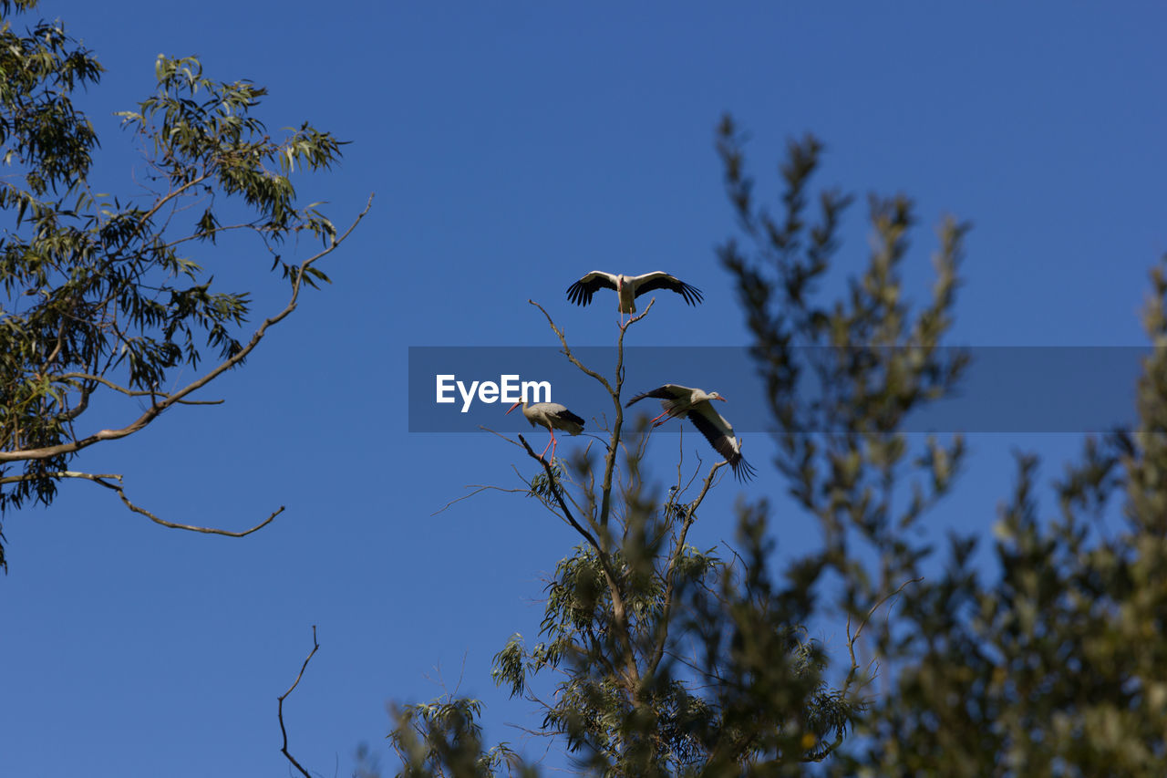 Low angle view of birds flying against clear blue sky