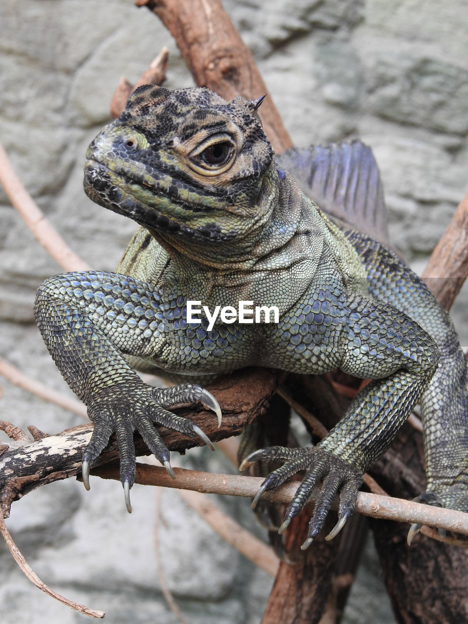 Close-up of lizard on tree