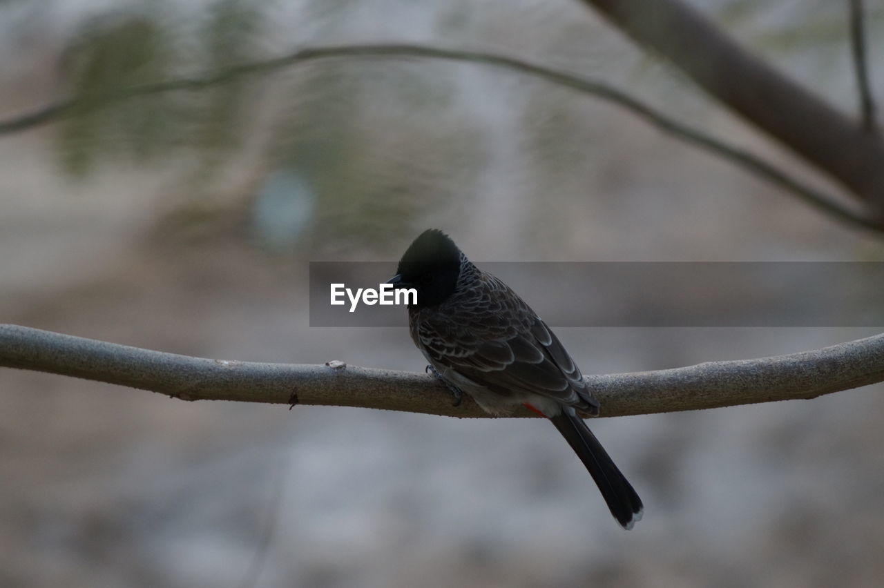 BIRD PERCHING ON BRANCH