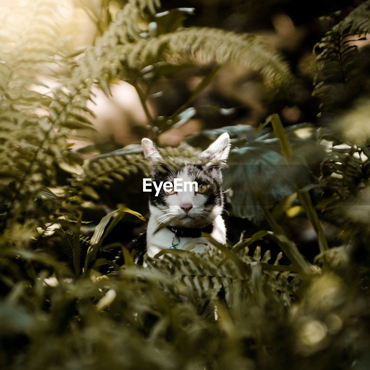 Portrait of cat amidst plants