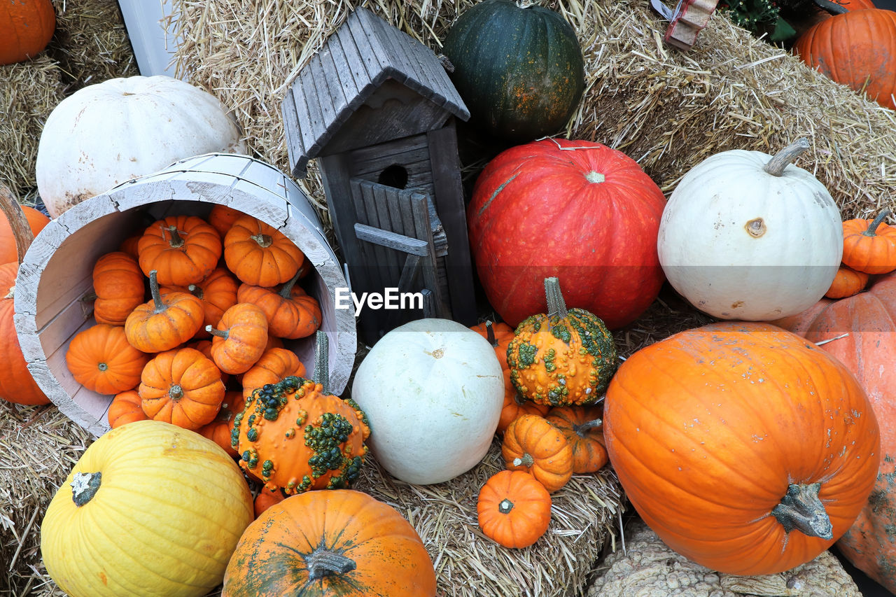 A pumpkin display in the fall with various sizes