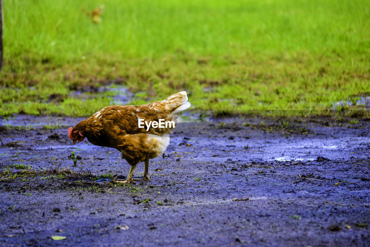 BIRD ON GRASS