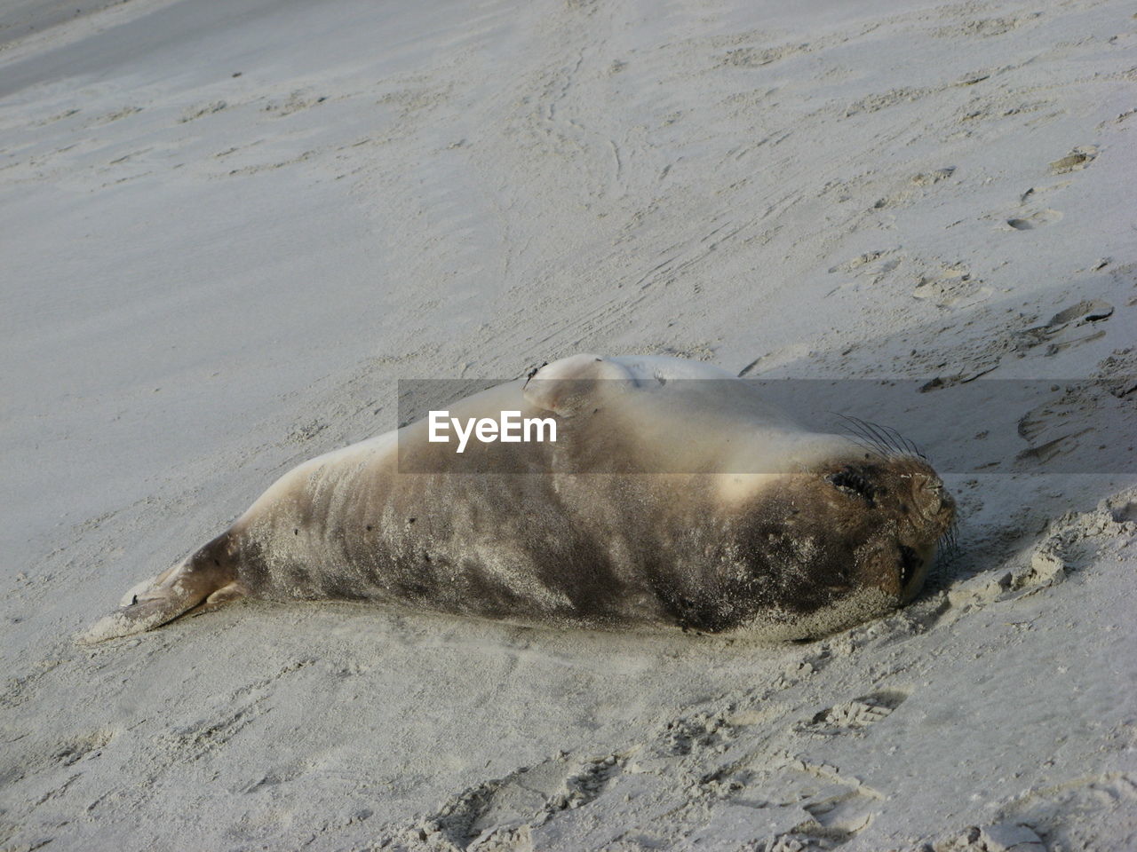 HIGH ANGLE VIEW OF SEA LION ON BEACH