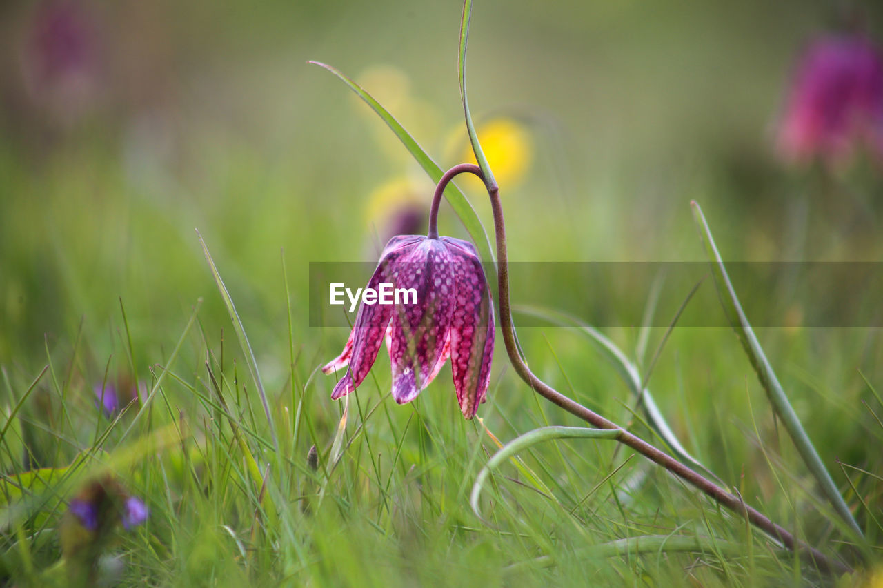 CLOSE-UP OF PURPLE CROCUS FLOWER