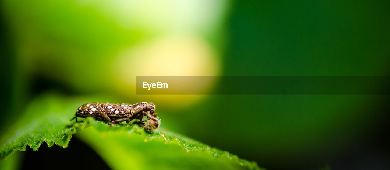 CLOSE-UP OF GRASSHOPPER ON LEAF