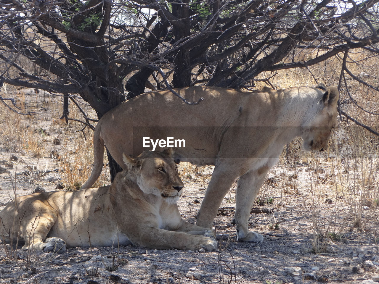 Two lions are resting under a bush in the etosha national park in namibia