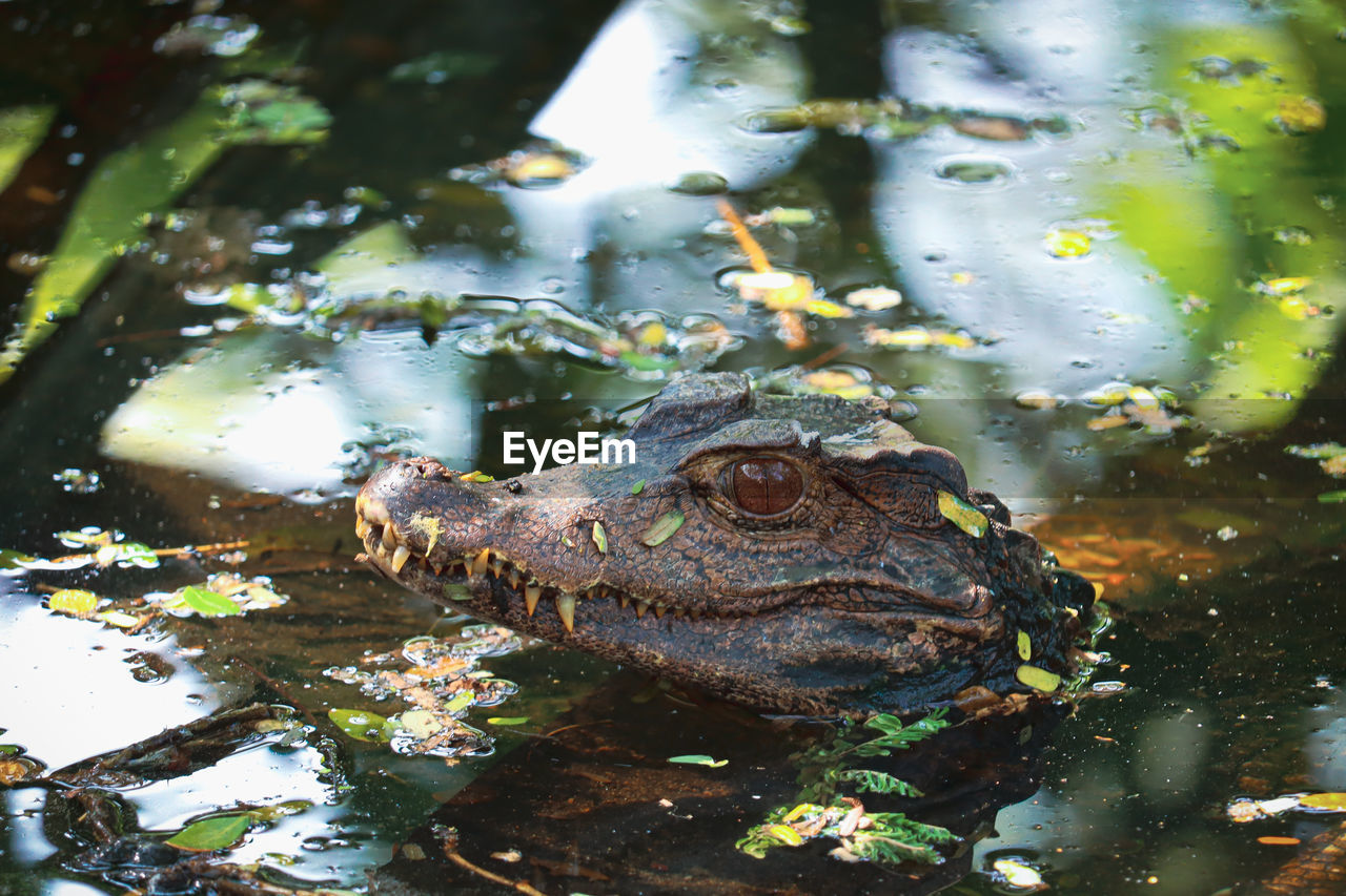 CLOSE-UP OF FROG ON LAKE