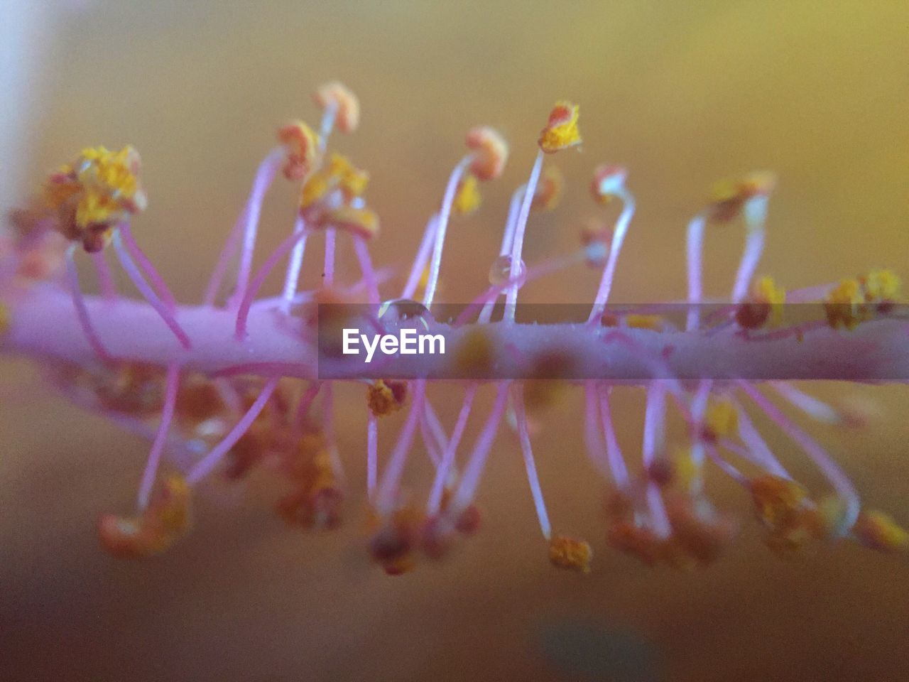 Close-up of hibiscus pollen