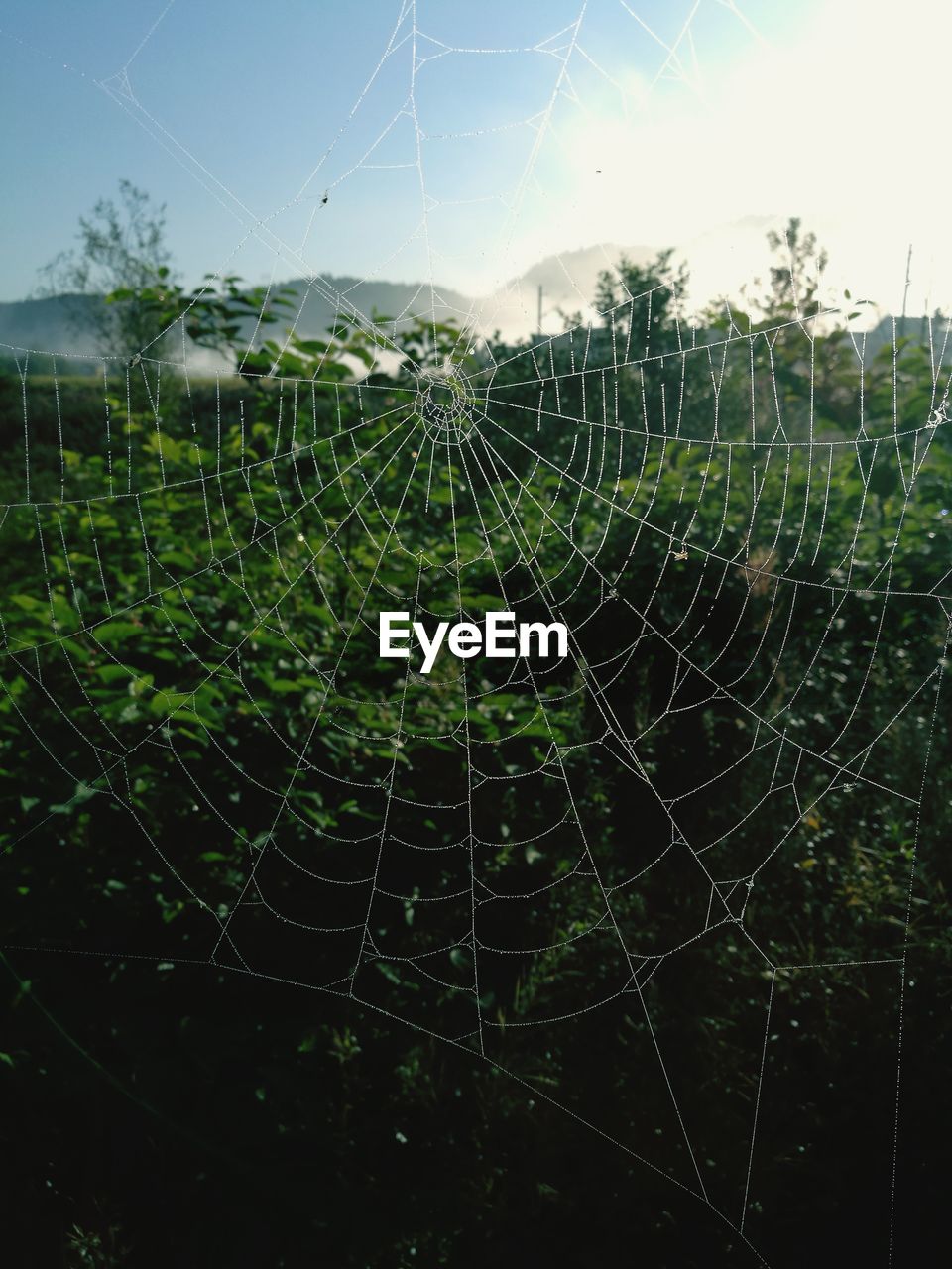 Close-up of spider web on field against sky