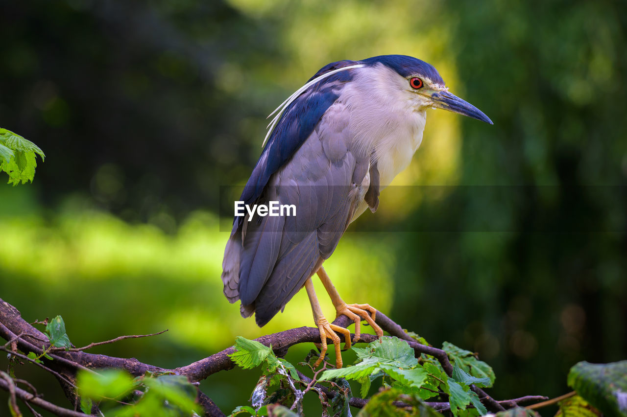 BIRD PERCHING ON A BRANCH