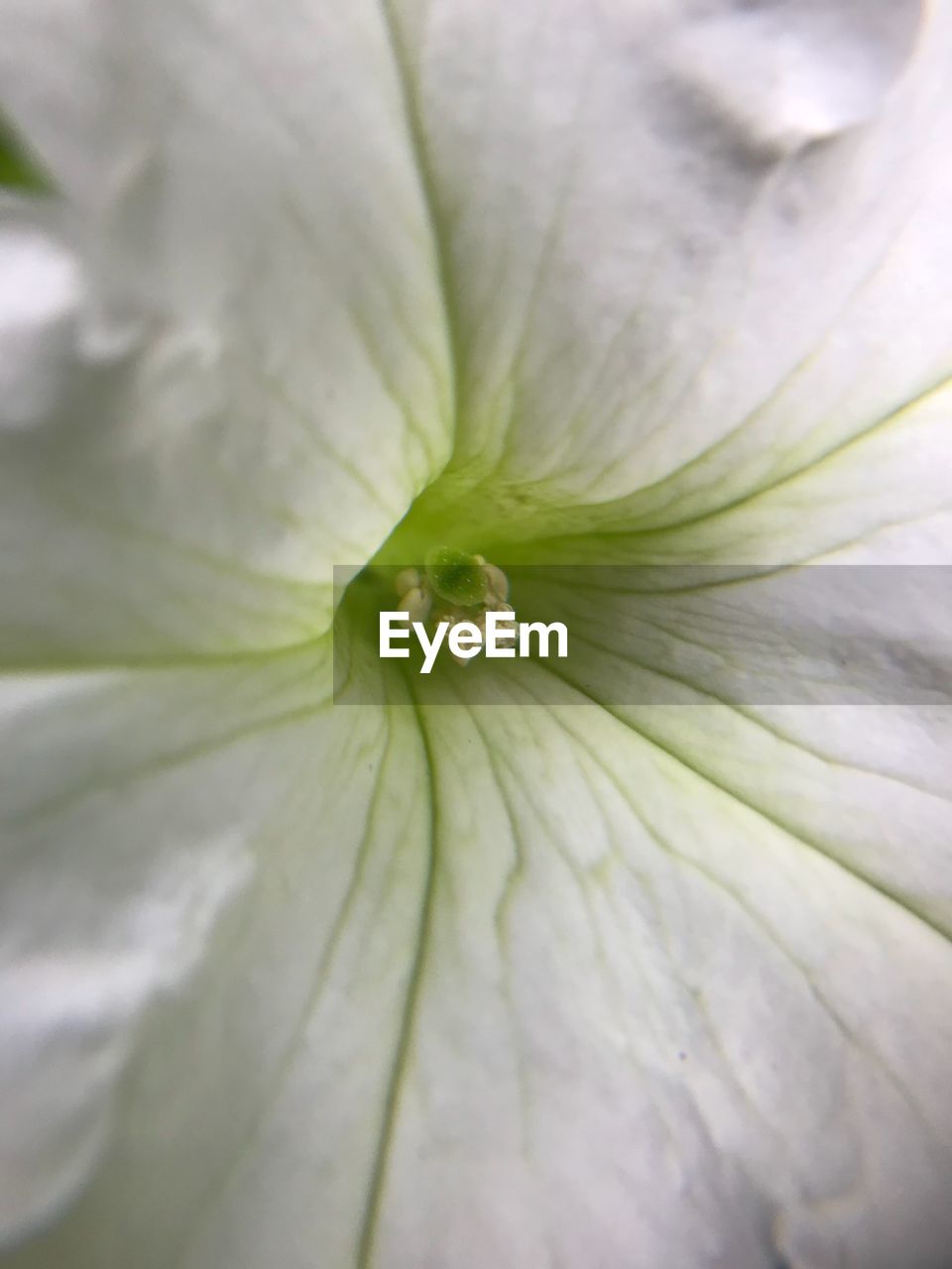 EXTREME CLOSE-UP OF WHITE FLOWER